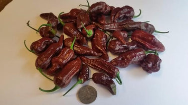 Bhut Jolokia Chocolate Ghost - Seeds - The Pepper Pantry (Formerly Marie Sharp's)